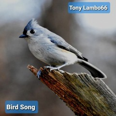 Bird Song.mp3