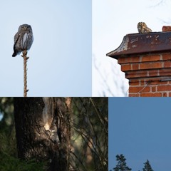 Owls in Uppsala