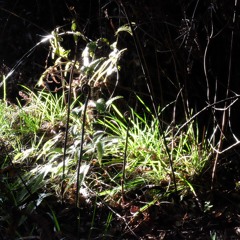 Coqui Frogs Bigisland