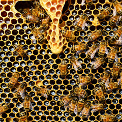thehiveinsandouts