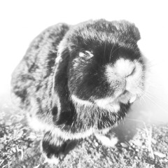 A Socratic Sane (Poem)