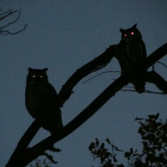 Owls (prod. Peppi)