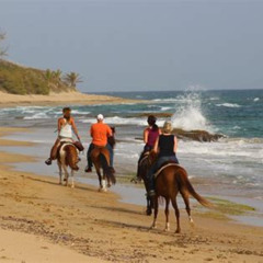 Review Special Price Horseback Riding Through Secluded Beaches And Tropical Forests