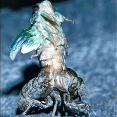 ᚉᚏᚔᚑᚈᚒᚏᚁᚐᚈᚔᚑᚅ