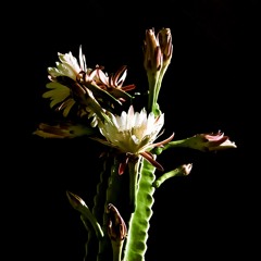 dissociative reality - dj mix