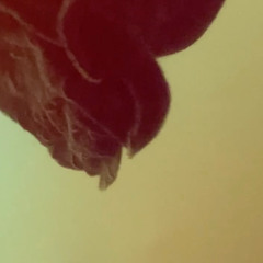 The Sky Has Not Fallen Yet