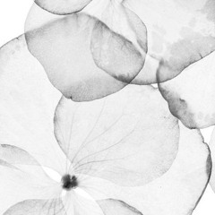 armani wicked prod zieas