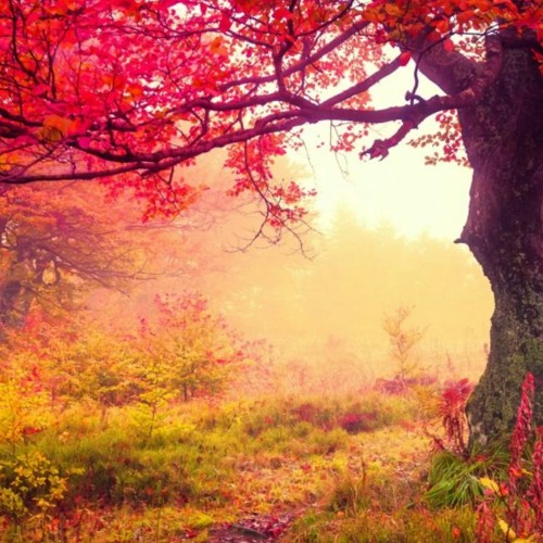 বাজি music - FREE DOWNLOAD