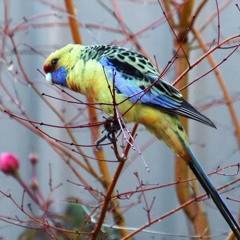 JARDIN D'HIVER (Henri Salvador)