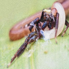 a song about worms and spiders <3