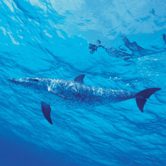 dolphin (old ass demo)