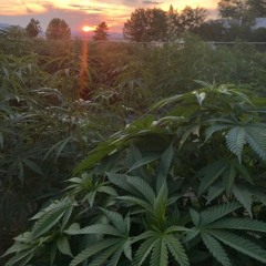 morten ¥ Lakmanm ¥ MRJAH / FWL