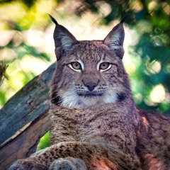 Magical Lynx