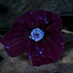 Winter Mix Downtempo