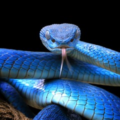 sana leako - 🦖🦖