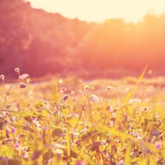 Summertime