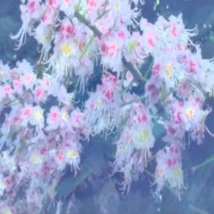 DJ CANNABIZ - THC BLISS