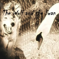 The Wolf and the Swan
