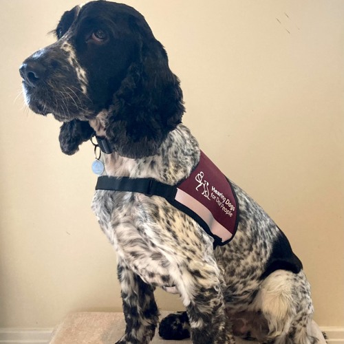 Stream Two dog collars out for a walk the Revd Phil Sutton on