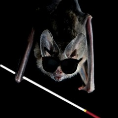 Blind as a Bat