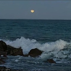 garden in the backyard (bl)