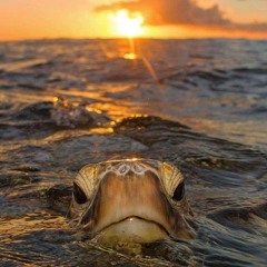 Heiengaw- Sapw Turun Netipei Epwe Iei Usun