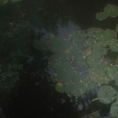 Lily pads