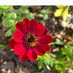 Chill Snowday Dub - Piano Trio