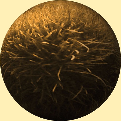 Contaminated Husk [disquiet0695-cleanaftereachuse]