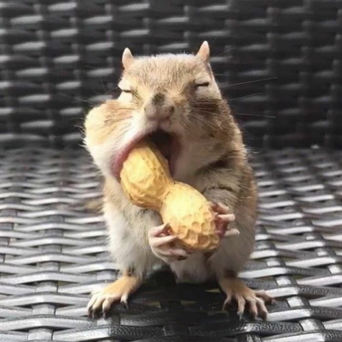 Stream Evil squirrel Skeptic (instrumental) by 나선 NASVN | Listen online for  free on SoundCloud