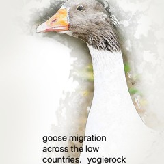 goose migration across the low countries