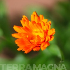 Terra Magna #02