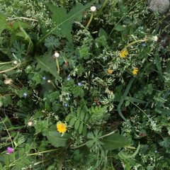 어기여 디어라/ 이상은