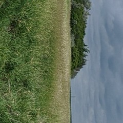 Madison Wetland Unedited 6 - 23 - 20