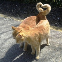 Funky Para El Corazon