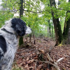 A walk in the forest..