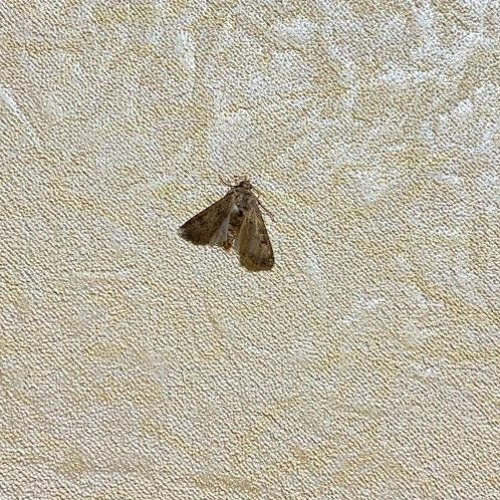 Notshure - PYSTO (DEMO)