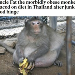 Forbidden Monke w/ Beat (Forbidden Fruit by J. Cole x Bloons TD4 Main Theme)