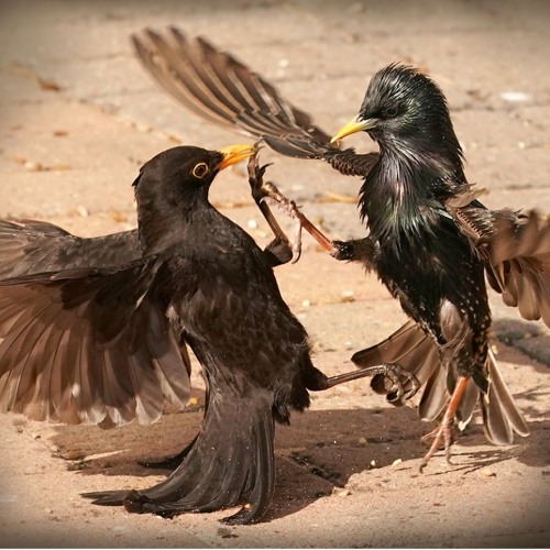 STARLING WARS