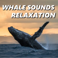 Zen Whale Sounds