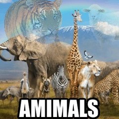 Everybody's Animals