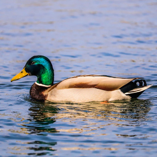 Cold Duck Time (Eddie Harris/arr. Mark Taylor- Hal Leonard Corporation)