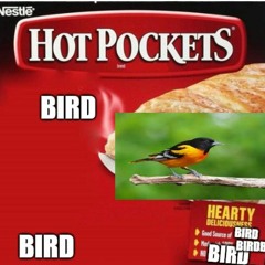Bird Hot Pocket (Single)