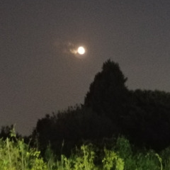 꼬라박아