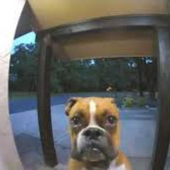 DX - KNOCK [FREE DL]