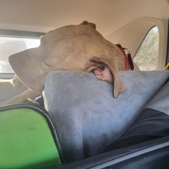 Someday Intro (Cover)