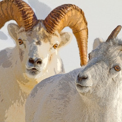 HOT - PURSUIT   -  TIME - LEGACY