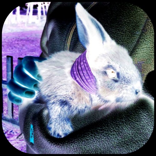 Which One Do You Love? (Zeitvertreib mit Robert Knote)