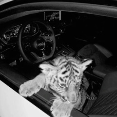 🐅. @mar