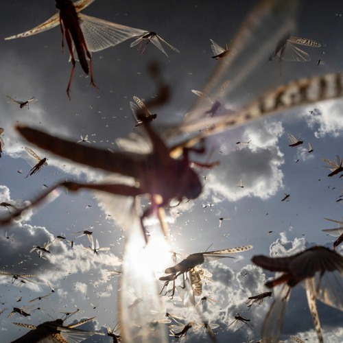 Desert locusts: Are we winning the fight?